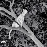 Watch: Man's miraculous near-miss from runaway saw blade